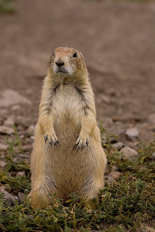 ©TC-Blacktailed Prairie Dog-D00755-00039.jpg