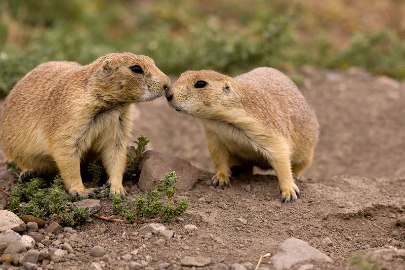 ©TC-Blacktailed Prairie Dog-D00755-00045.jpg