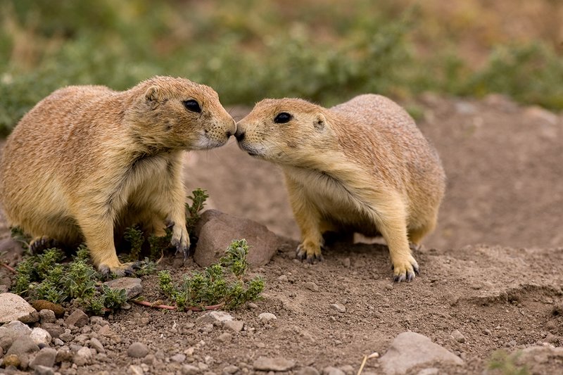 ©TC-Blacktailed Prairie Dog-D00755-00047.jpg