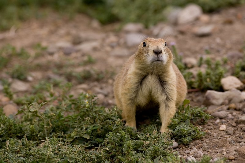 ©TC-Blacktailed Prairie Dog-D00755-00050.jpg