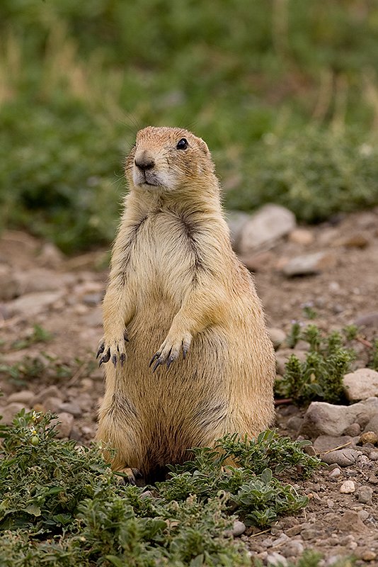 ©TC-Blacktailed Prairie Dog-D00755-00054.jpg