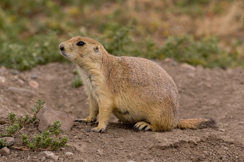 ©TC-Blacktailed Prairie Dog-D00755-00057.jpg