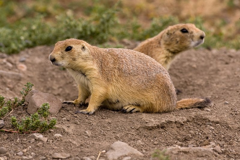 ©TC-Blacktailed Prairie Dog-D00755-00060.jpg