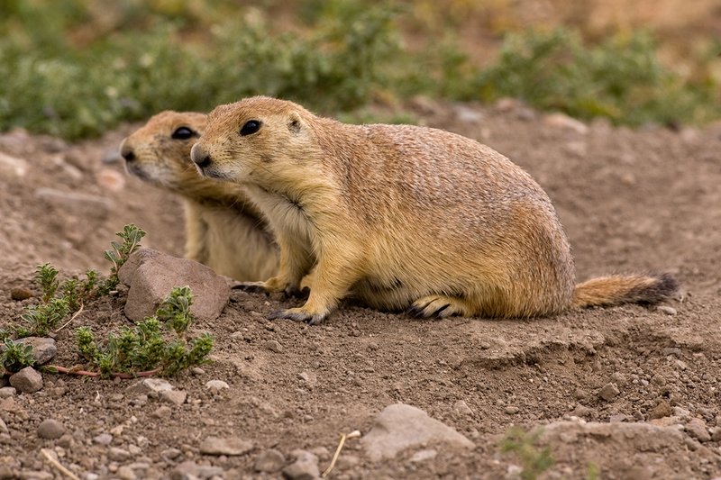 ©TC-Blacktailed Prairie Dog-D00755-00063.jpg