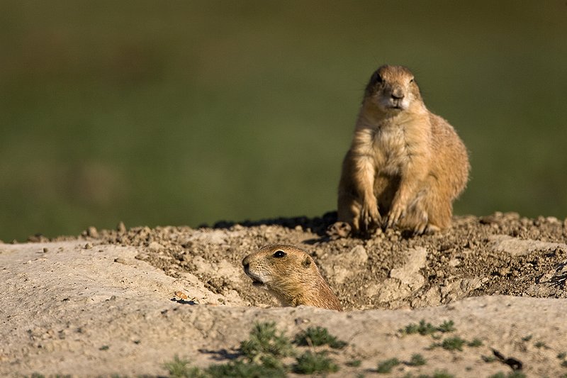 ©TC-Blacktailed Prairie Dog-D00755-00147.jpg :: Blacktailed Prairie Dog pair at their hole, one in the peering out of the hole, another sitting on the back edge of the hole