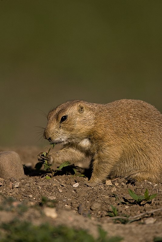 ©TC-Blacktailed Prairie Dog-D00755-00153.jpg :: Blacktailed Prairie Dog sitting on hind legs eating grass