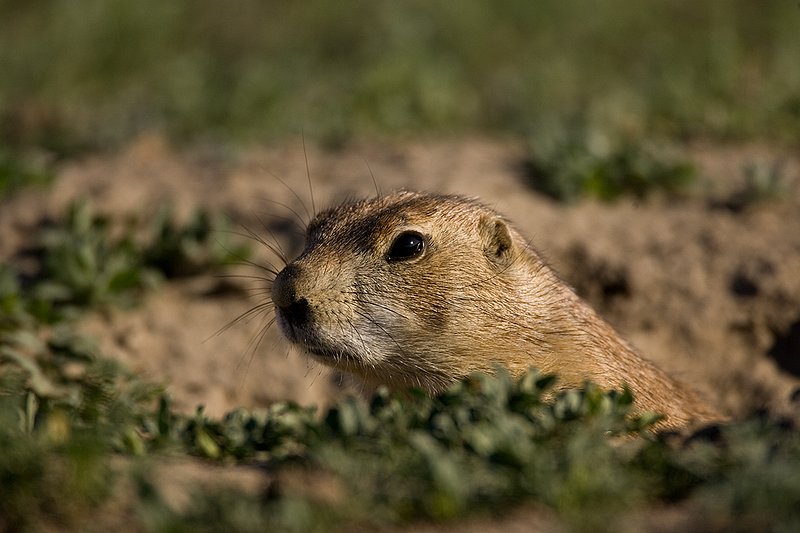©TC-Blacktailed Prairie Dog-D00755-00156.jpg :: Blacktailed Prairie Dog sitting inside of his hole peering out over edge of the hole