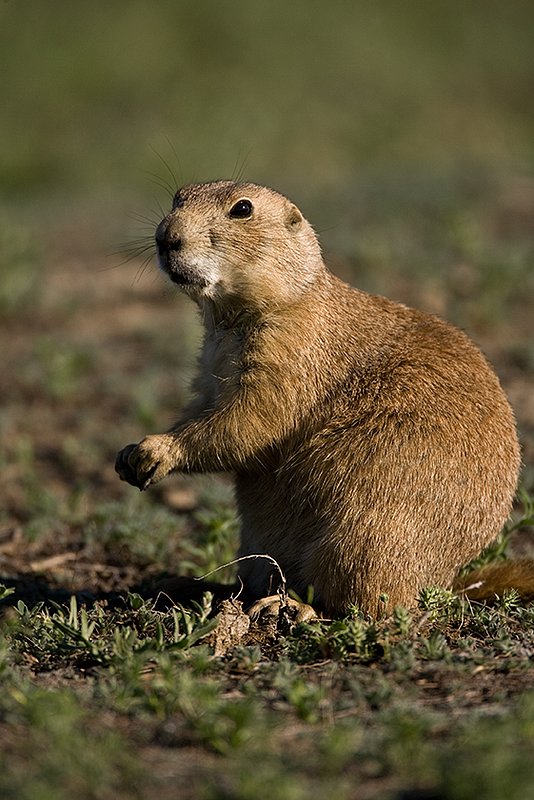 ©TC-Blacktailed Prairie Dog-D00755-00159.jpg :: Blacktailed Prairie Dog sitting on hind legs eating grass