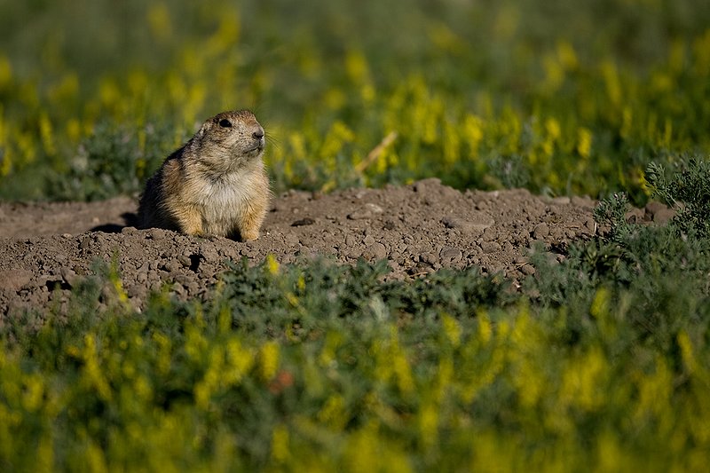 ©TC-Blacktailed Prairie Dog-D0755-00164.jpg :: Black-tailed Prairie Dog alert standing in the mouth of a prairie dog hole
