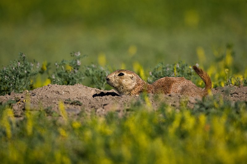 ©TC-Blacktailed Prairie Dog-D0755-00165.jpg :: Black-tailed Prairie Dog alert standing in the mouth of a prairie dog hole with clover in bloom (yellow flower) around the hole