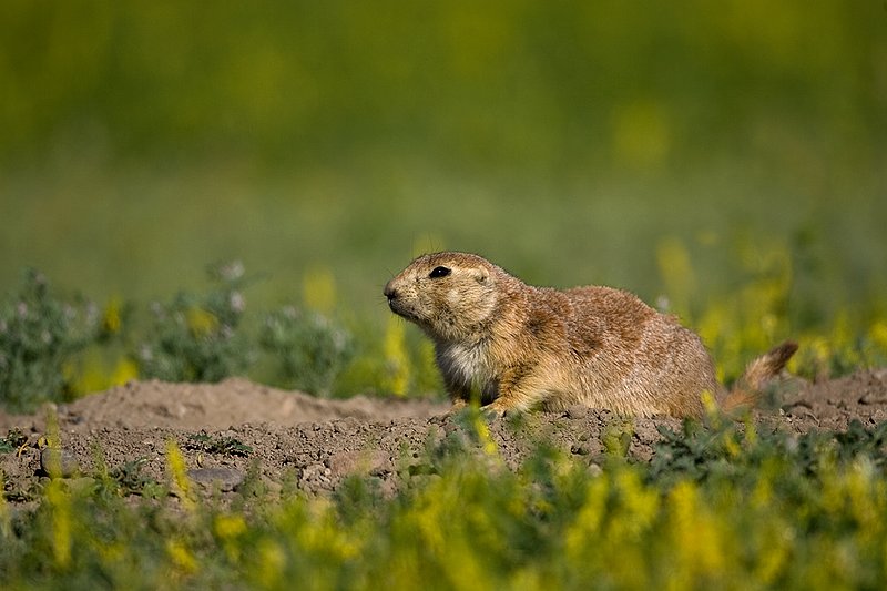 ©TC-Blacktailed Prairie Dog-D0755-00168.jpg :: Black-tailed Prairie Dog alert standing in the mouth of a prairie dog hole