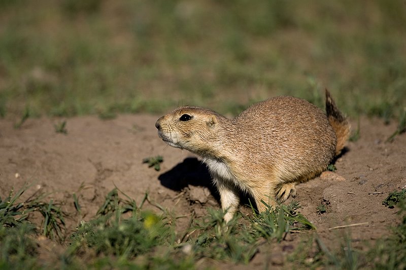 ©TC-Blacktailed Prairie Dog-D0755-00170.jpg :: Black-tailed Prairie Dog alert standing in the mouth of a prairie dog hole