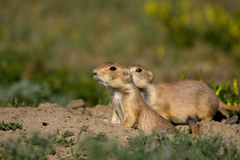 ©TC-Blacktailed Prairie Dog-D0755-00173.jpg :: Pair of Black-tailed Prairie Dogs alert in the mouth of a prairie dog hole