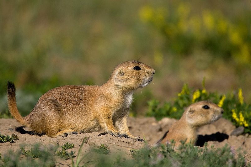 ©TC-Blacktailed Prairie Dog-D0755-00174.jpg :: Pair of Black-tailed Prairie Dogs alert in the mouth of a prairie dog hole