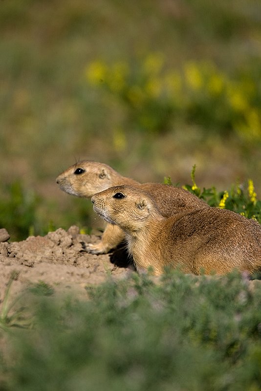 ©TC-Blacktailed Prairie Dog-D0755-00177.jpg :: Pair of Black-tailed Prairie Dogs alert in the mouth of a prairie dog hole