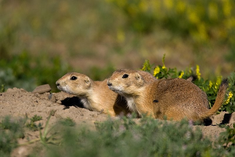 ©TC-Blacktailed Prairie Dog-D0755-00179.jpg :: Pair of Black-tailed Prairie Dogs alert in the mouth of a prairie dog hole