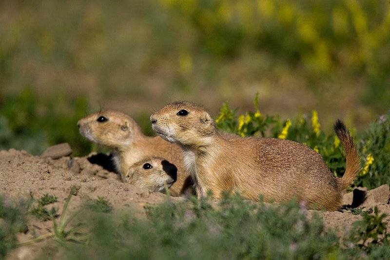 ©TC-Blacktailed Prairie Dog-D0755-00182.jpg :: Trio of Black-tailed Prairie Dogs (one in middle peeking out of hole) alert in the mouth of a prairie dog hole