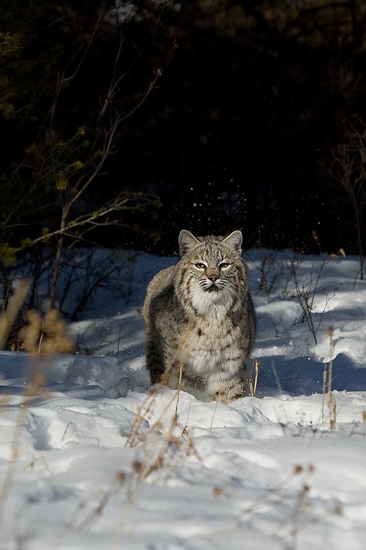 ©TC-Bobcat-D0090-00001.jpg :: Adult Male Bobcat stopping in midstride at edge of brush sending snow into the air.