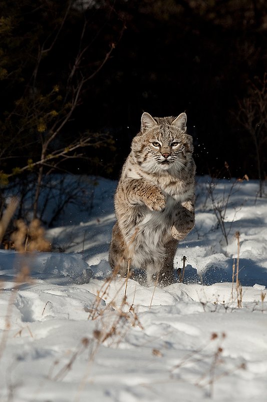 ©TC-Bobcat-D0090-00002.jpg :: Adult Male Bobcat jumping in attack from edge of brush/shadows sending snow into the air