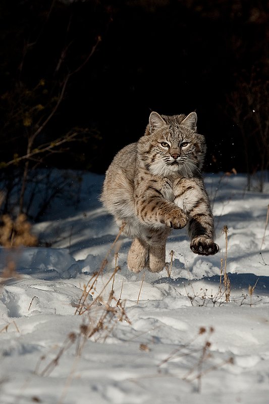 ©TC-Bobcat-D0090-00003.jpg :: Adult Male Bobcat jumping in attack from edge of brush/shadows sending snow into the air
