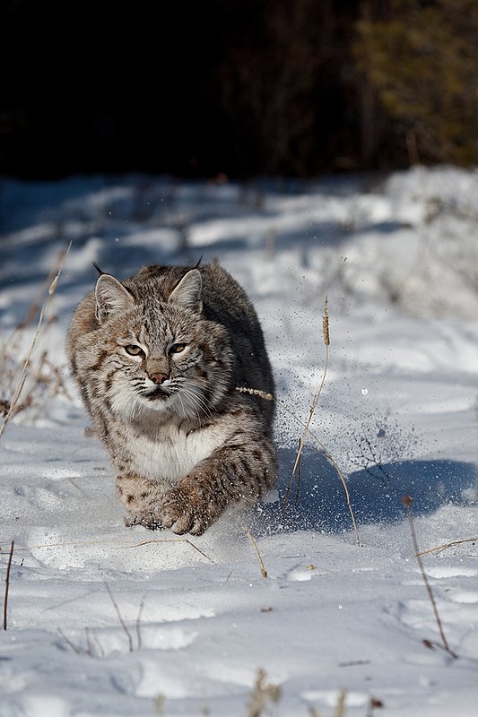 ©TC-Bobcat-D0090-00006.jpg :: Adult Male Bobcat comming straight on in attack from edge of timber/shadows with paws sending snow flying into the air