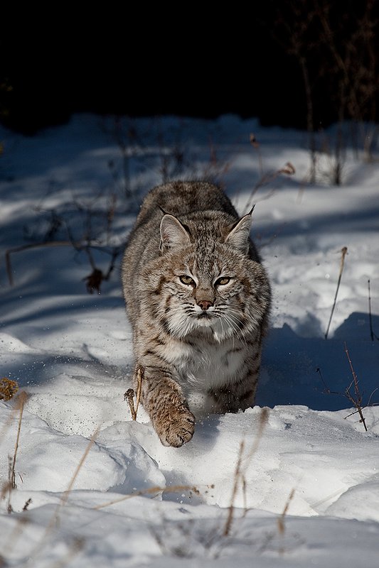 ©TC-Bobcat-D0090-00009.jpg :: Adult Male Bobcat comming straight on in attack from edge of timber/shadows with paws sending snow flying into the air