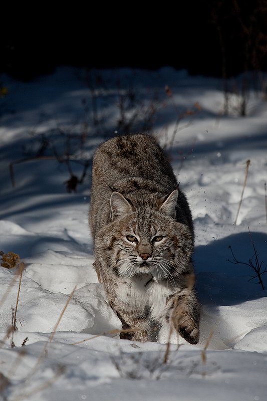 ©TC-Bobcat-D0090-00011.jpg :: Adult Male Bobcat comming straight on in attack from edge of timber/shadows with paws sending snow flying into the air