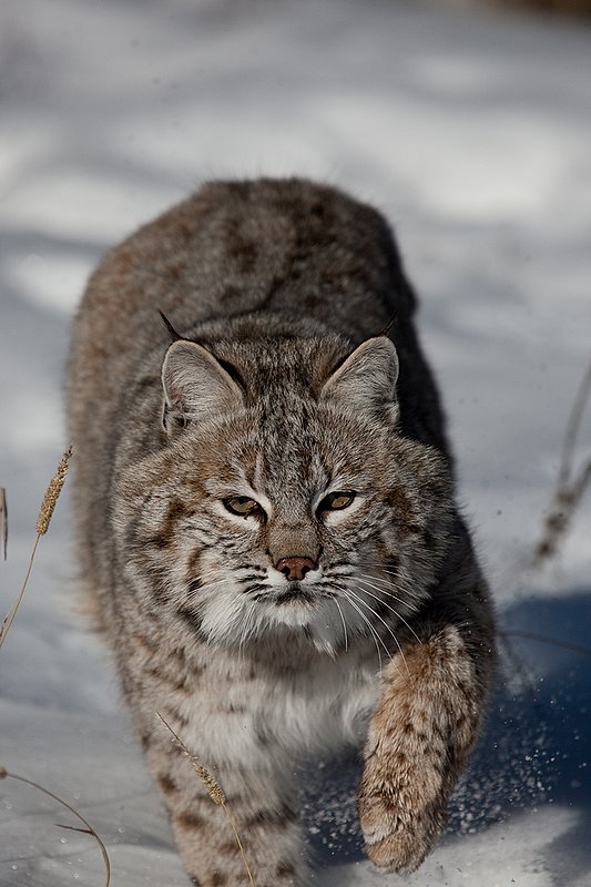 ©TC-Bobcat-D0090-00012.jpg :: Adult Male Bobcat comming straight on in attack from edge of timber/shadows with paws sending snow flying into the air