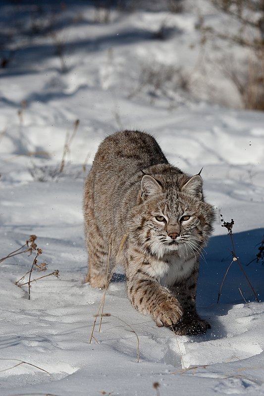 ©TC-Bobcat-D0090-00019.jpg :: Adult Male Bobcat comming straight on in stalk/attack from edge of timber/shadows with paws sending snow flying into the air