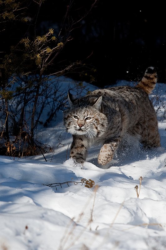 ©TC-Bobcat-D0090-00027.jpg :: Adult Male Bobcat quartering straight on in stalk mode from edge of timber/shadows on crusted snow