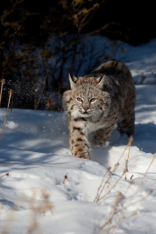 ©TC-Bobcat-D0090-00028.jpg :: Adult Male Bobcat quartering straight on in stalk mode from edge of timber/shadows on crusted snow