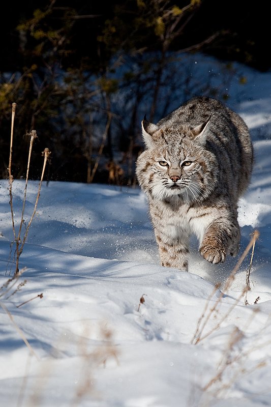 ©TC-Bobcat-D0090-00029.jpg :: Adult Male Bobcat quartering straight on in stalk mode from edge of timber/shadows on crusted snow
