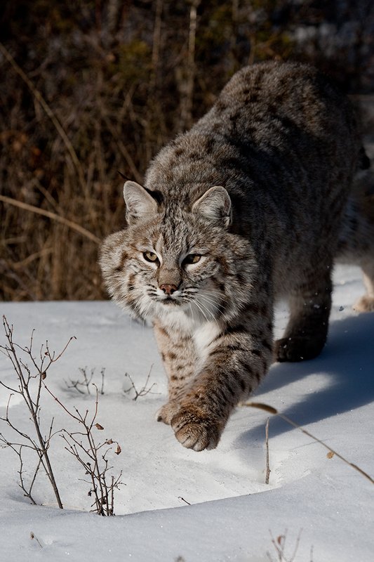 ©TC-Bobcat-D0090-00030.jpg :: Adult Male Bobcat quartering straight on in stalk mode from edge of timber/shadows on crusted snow