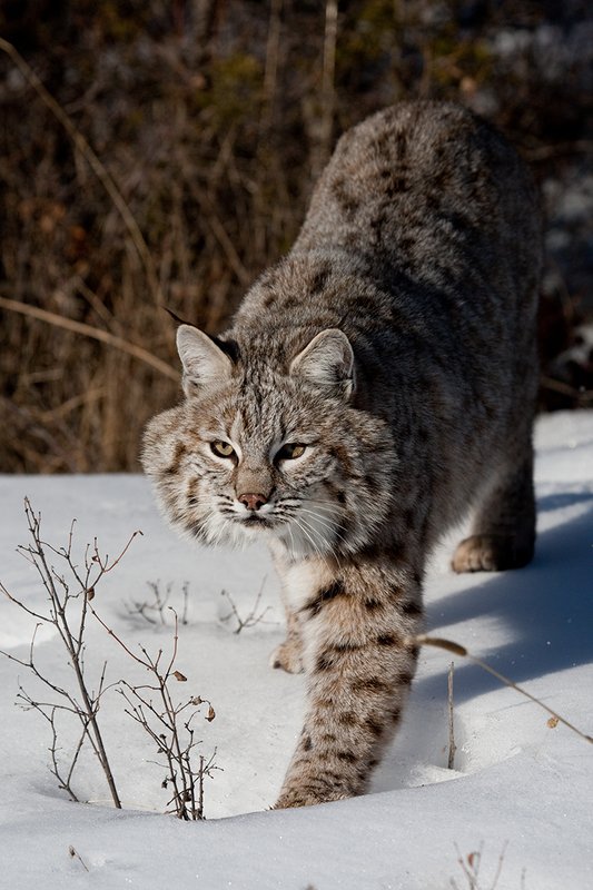 ©TC-Bobcat-D0090-00031.jpg :: Adult Male Bobcat quartering straight on in stalk mode from edge of timber/shadows on crusted snow