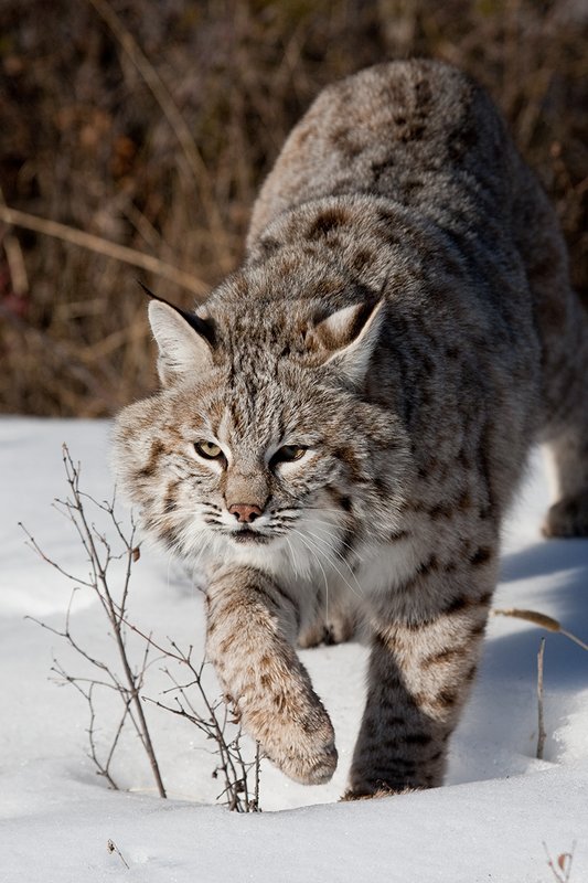 ©TC-Bobcat-D0090-00033.jpg :: Adult Male Bobcat quartering straight on in stalk mode from edge of timber/shadows on crusted snow