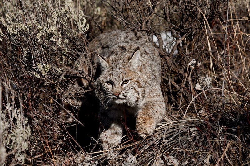 ©TC-Bobcat-D0090-00237.jpg :: Adult Male Bobcat hunting through sagebrush