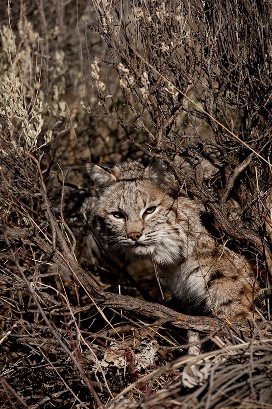 ©TC-Bobcat-D0090-00242.jpg :: Adult Male Bobcat peering out from a sagebrush hunting prey
