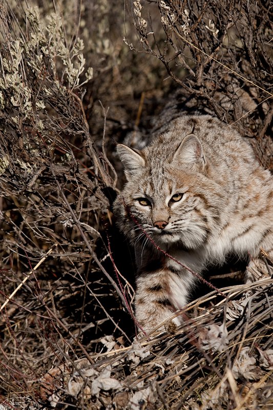 ©TC-Bobcat-D0090-00245.jpg :: Adult Male Bobcat hunting through open sagebrush