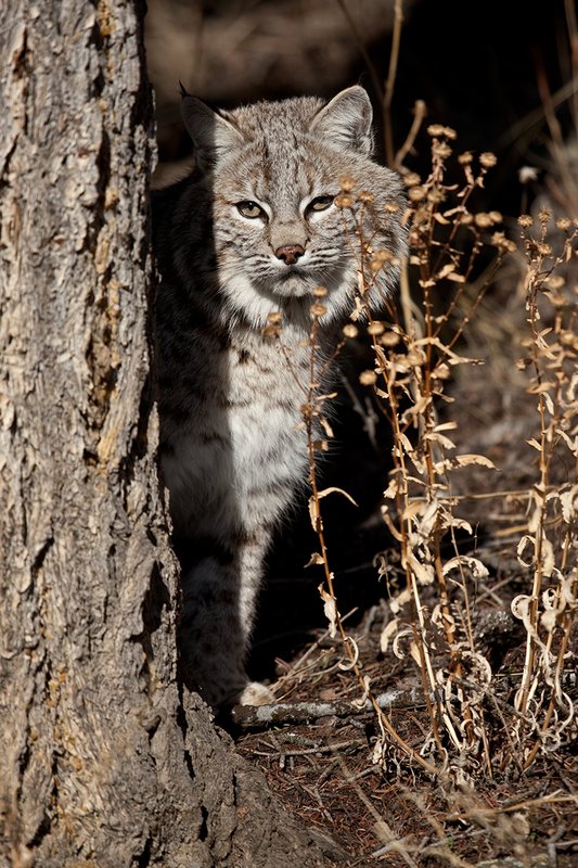 ©TC-Bobcat-D0090-00560.jpg :: Adult Male Bobcat alertly sitting next to pine tree watching for prey