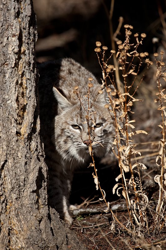 ©TC-Bobcat-D0090-00566.jpg :: Adult Male Bobcat alertly peering from around pine tree watching for prey