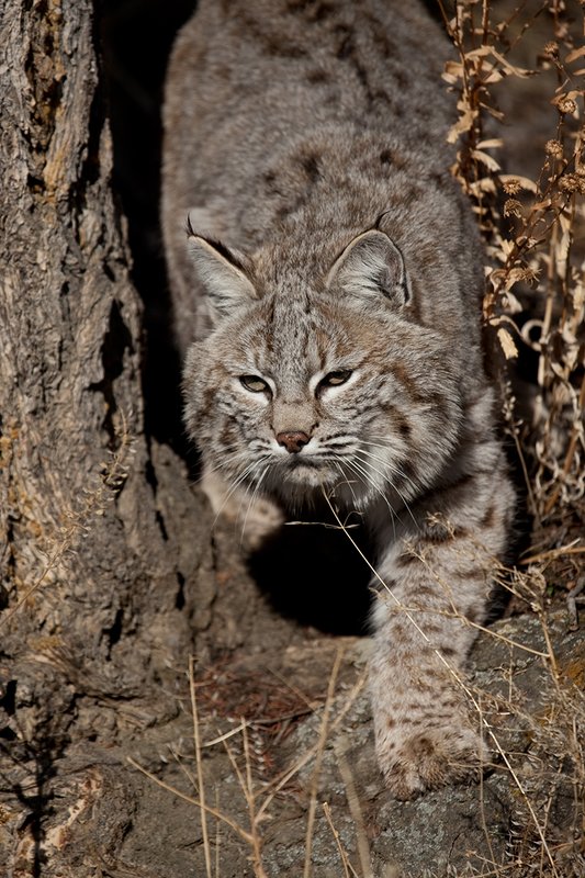 ©TC-Bobcat-D0090-00570.jpg :: Adult Male Bobcat alertly peering from around pine tree watching for prey
