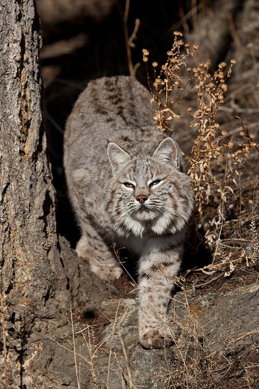 ©TC-Bobcat-D0090-00571.jpg :: Adult Male Bobcat alertly peering from around pine tree watching for prey