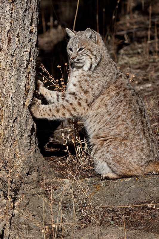 ©TC-Bobcat-D0090-00578.jpg :: Adult Male Bobcat alertly sitting on haunches with his front paws on a tree so he can get a better view of something down the hill below him