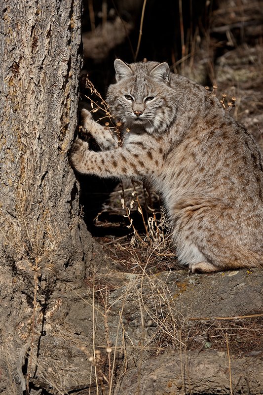 ©TC-Bobcat-D0090-00583.jpg :: Adult Male Bobcat alertly sitting on haunches with his front paws on a tree so he can get a better view of something down the hill below him