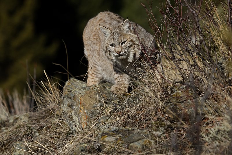 ©TC-Bobcat-D0090-00595.jpg :: Adult Male Bobcat stalking prey atop rocky sagebrush covered ridge