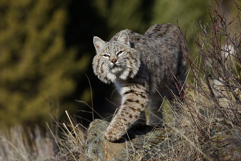 ©TC-Bobcat-D0090-00597.jpg :: Adult Male Bobcat stalking prey atop rocky sagebrush covered ridge