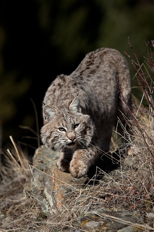 ©TC-Bobcat-D0090-00600.jpg :: Adult Male Bobcat stalking prey atop rocky sagebrush covered ridge