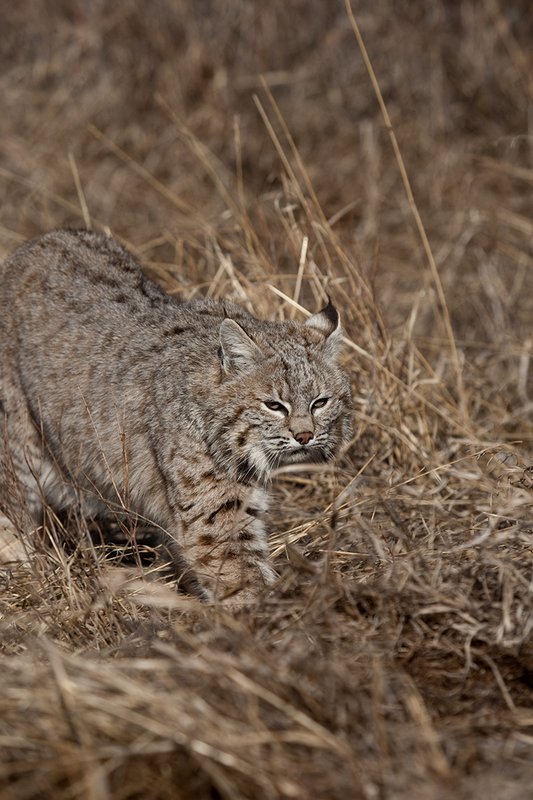 ©TC-Bobcat-D0090-00831.jpg :: Adult Male Bobcat alertly stalking prey through tall grass