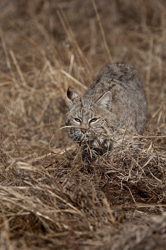 ©TC-Bobcat-D0090-00835.jpg :: Adult Male Bobcat alertly stalking prey through tall grass