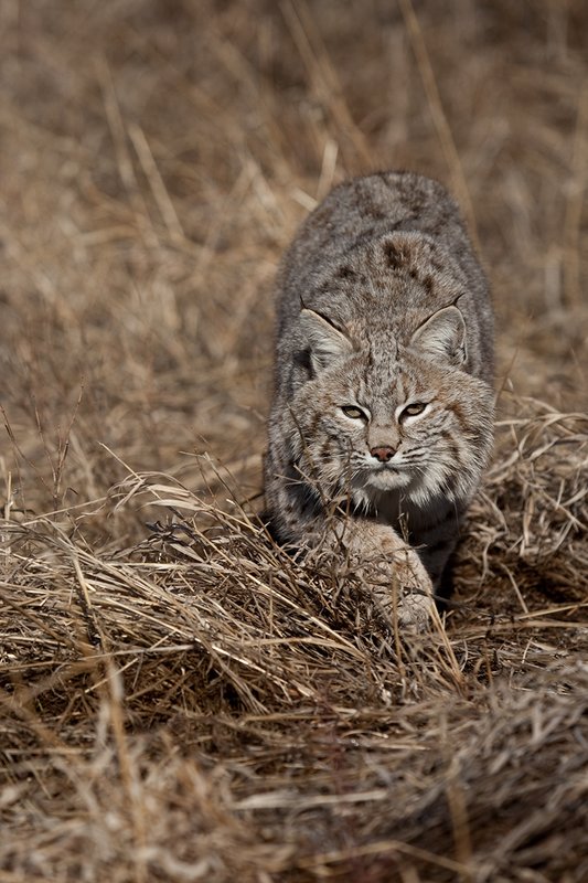 ©TC-Bobcat-D0090-00838.jpg :: Adult Male Bobcat alertly stalking prey through tall grass